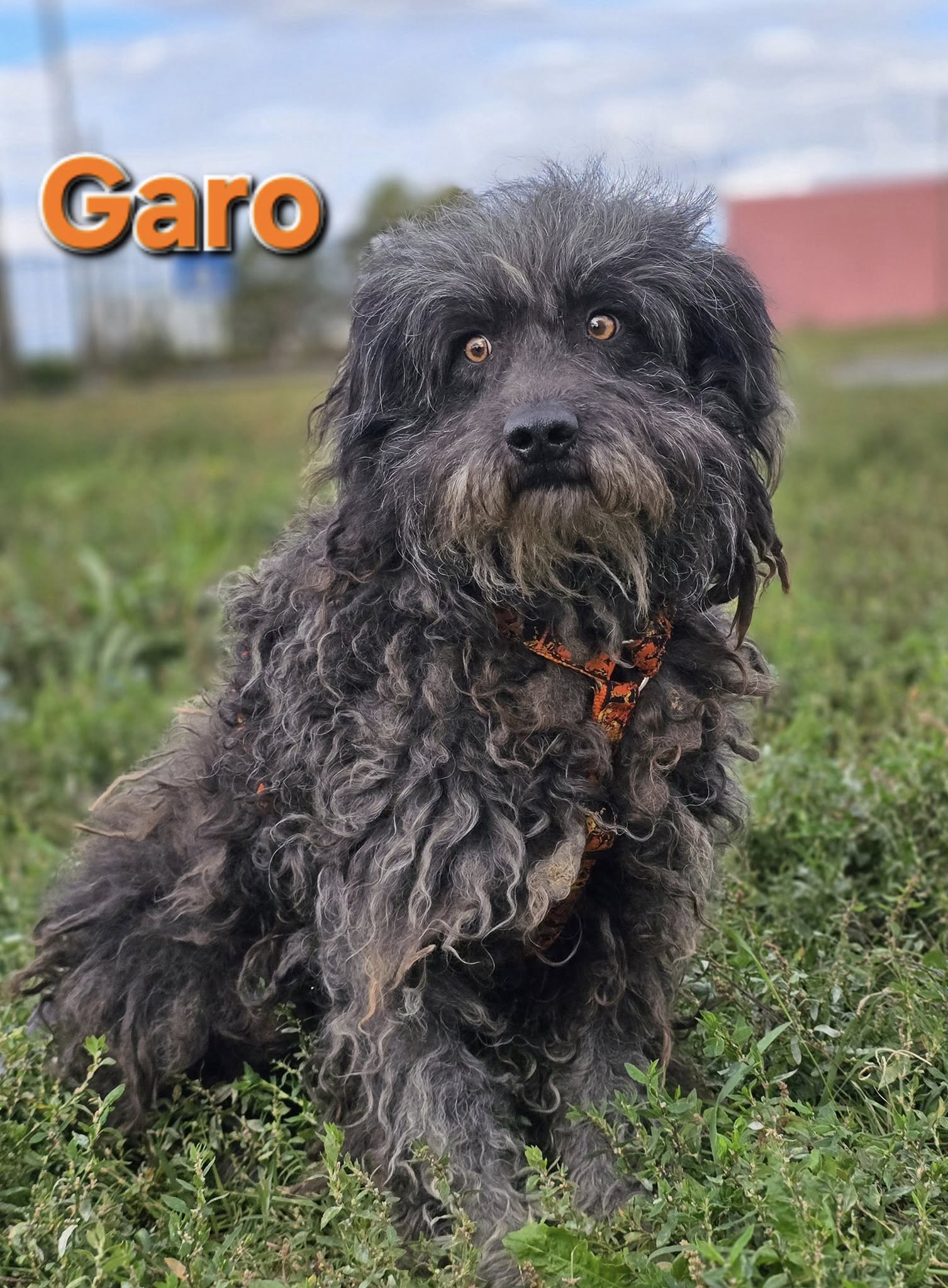 Garo ❤️