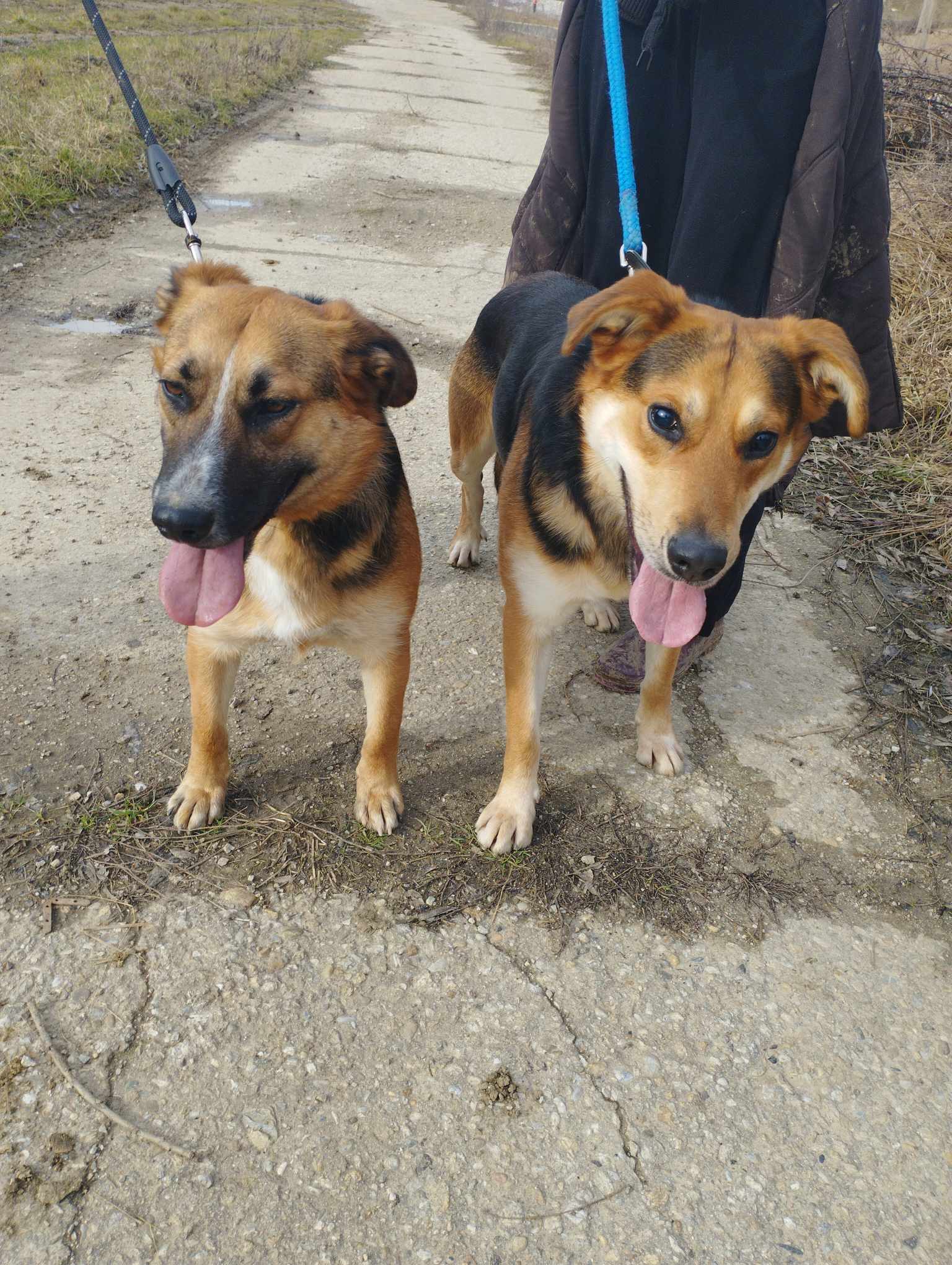 Ema und Bojar