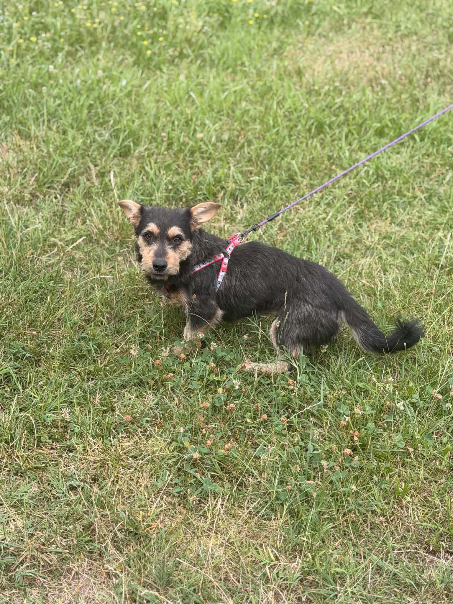 Mili