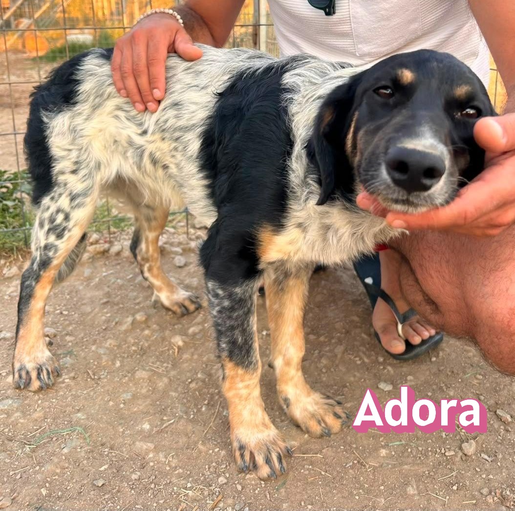 Adora