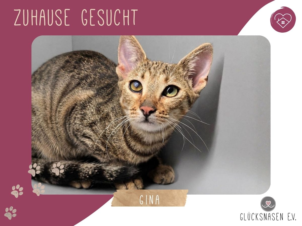 Gina sucht ihre eigene Familie