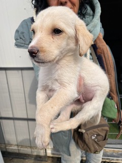 Otto