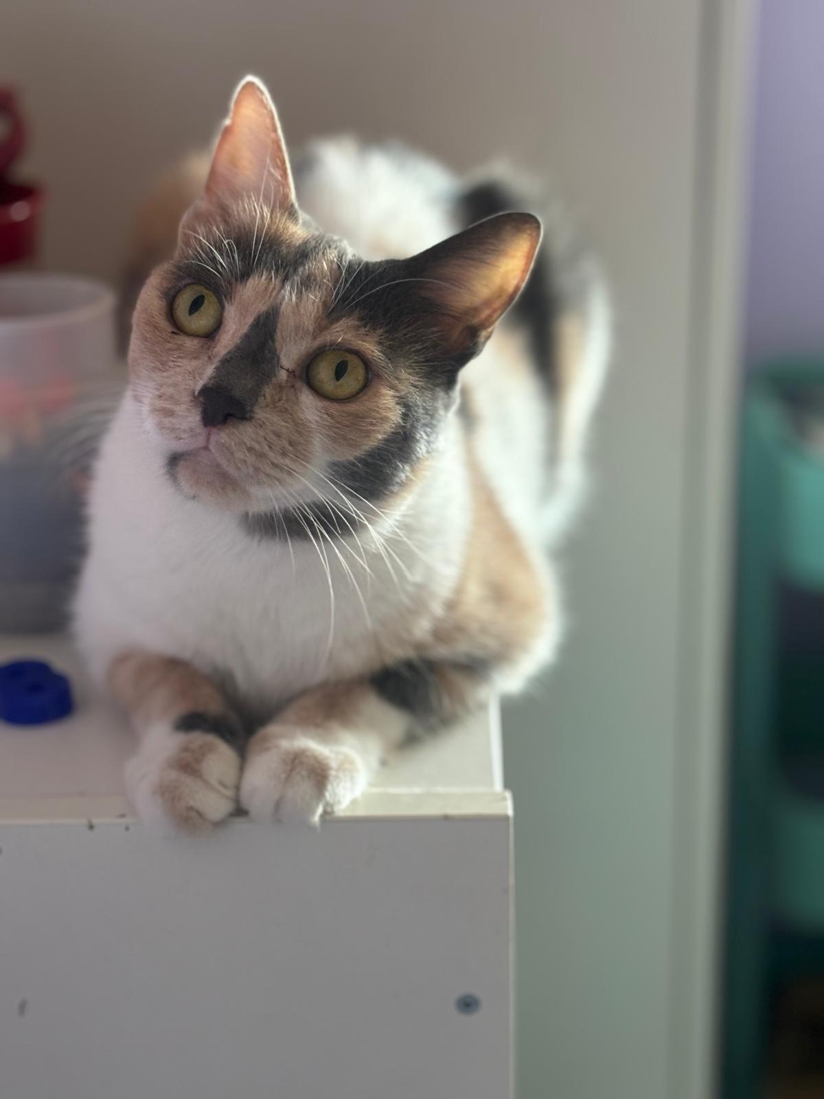 Mulan