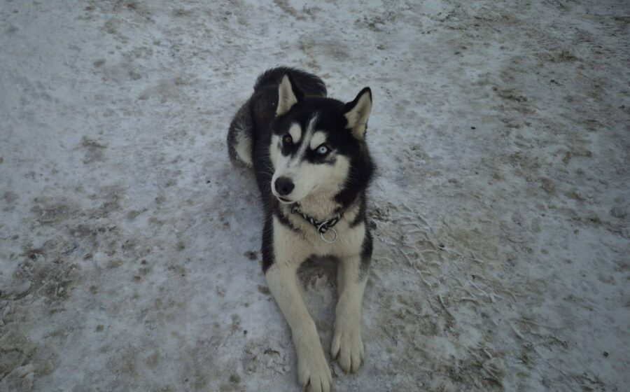 Scout