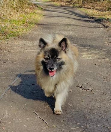 Vlcko Wolf
