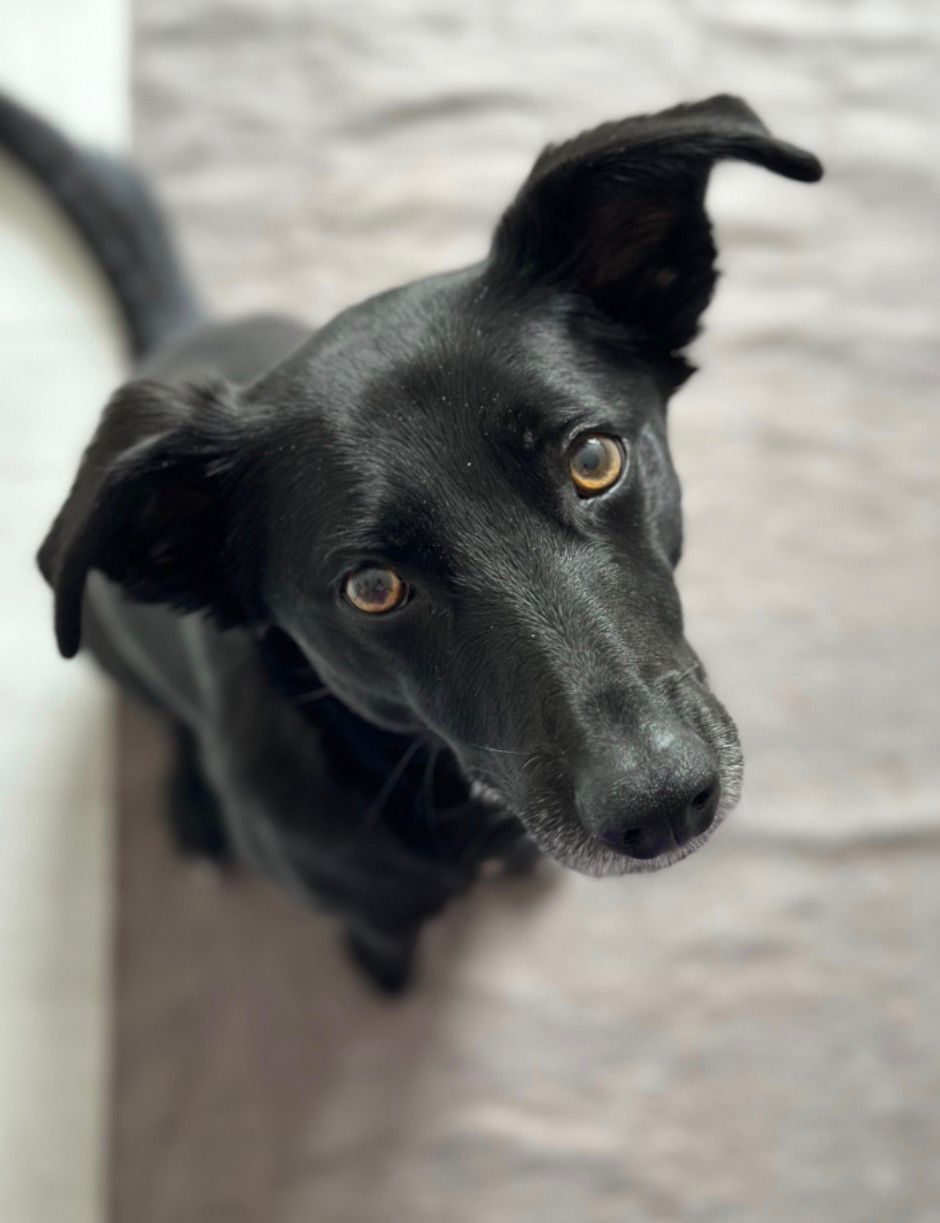 Mika