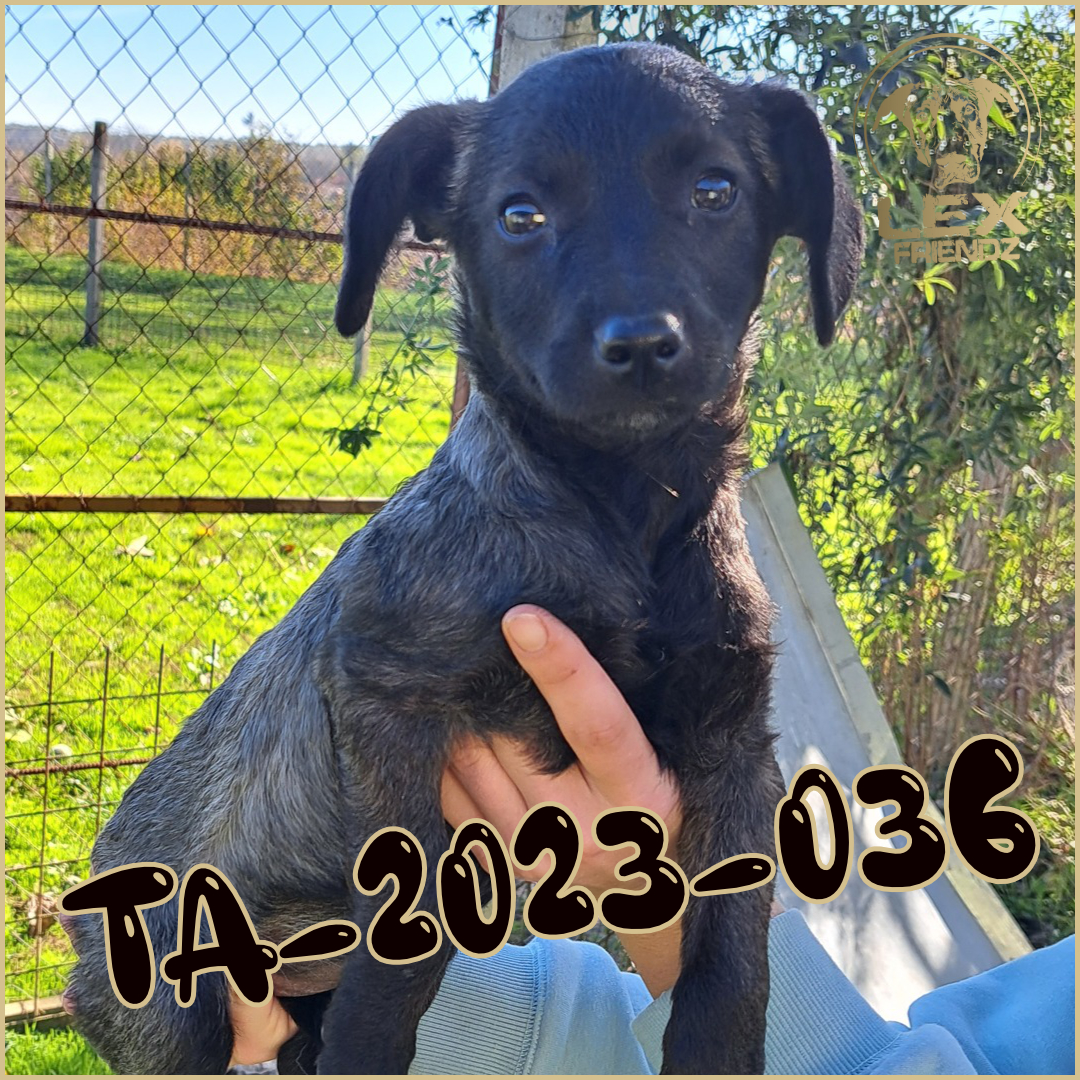 TA-2023-036