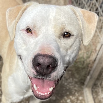 Tyson