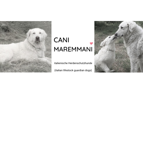 CANI MAREMMANI