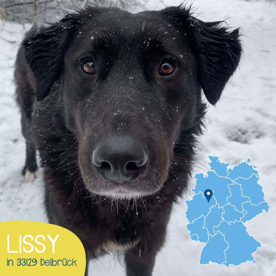 Lissy