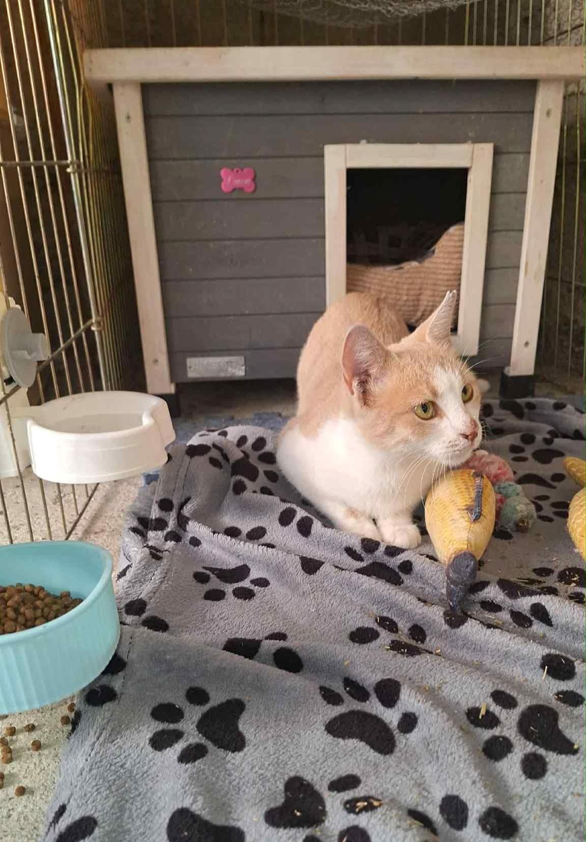 Gigi