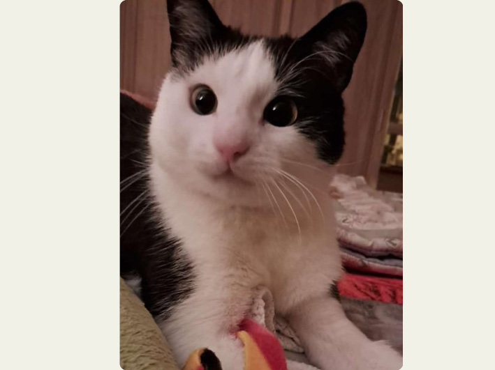 Lieber, süßer Katerbub Freddy