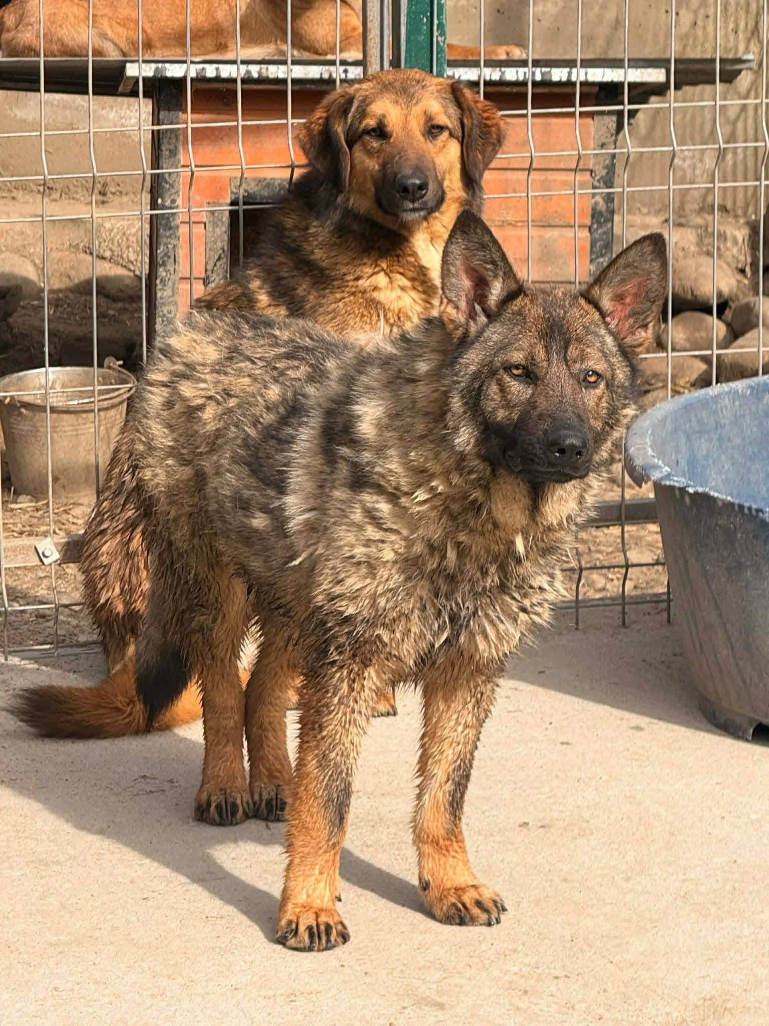Nika 🐾🐕