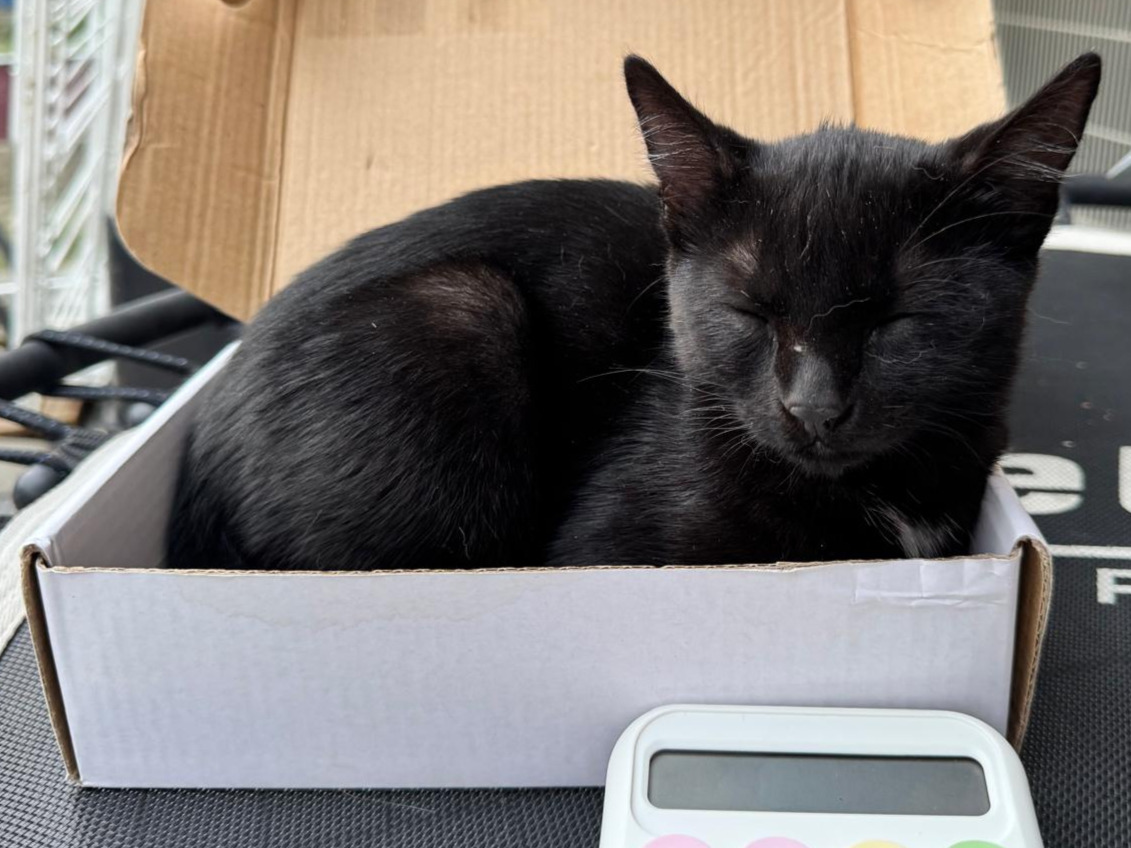 🐱Verspielte Babykatze Stela🐱