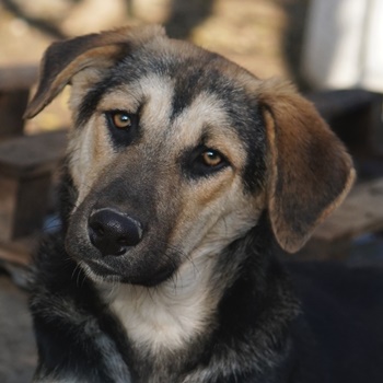 Chita
