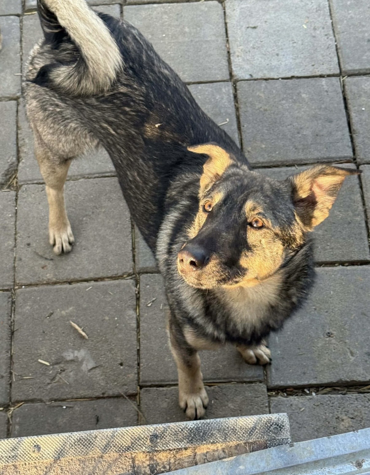 Tobi🐾🐕