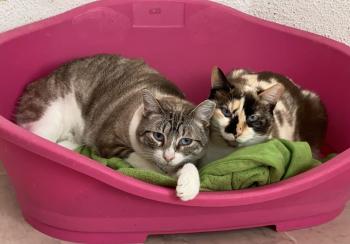 CRISTAL & LIZZY - zwei beste Freundinnen möchten bei DIR für immer leben