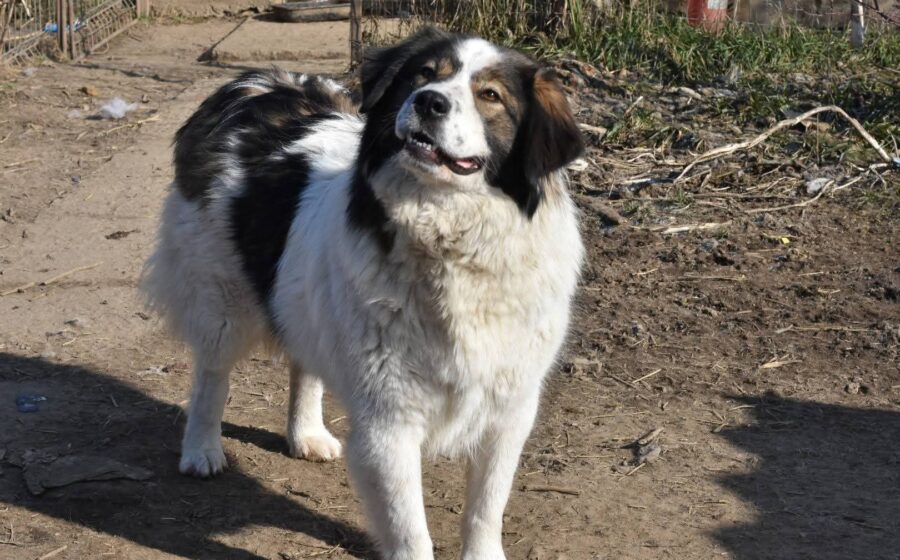 Mishka