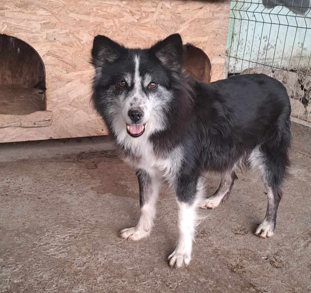 Speedy, Gnadenplatz gesucht