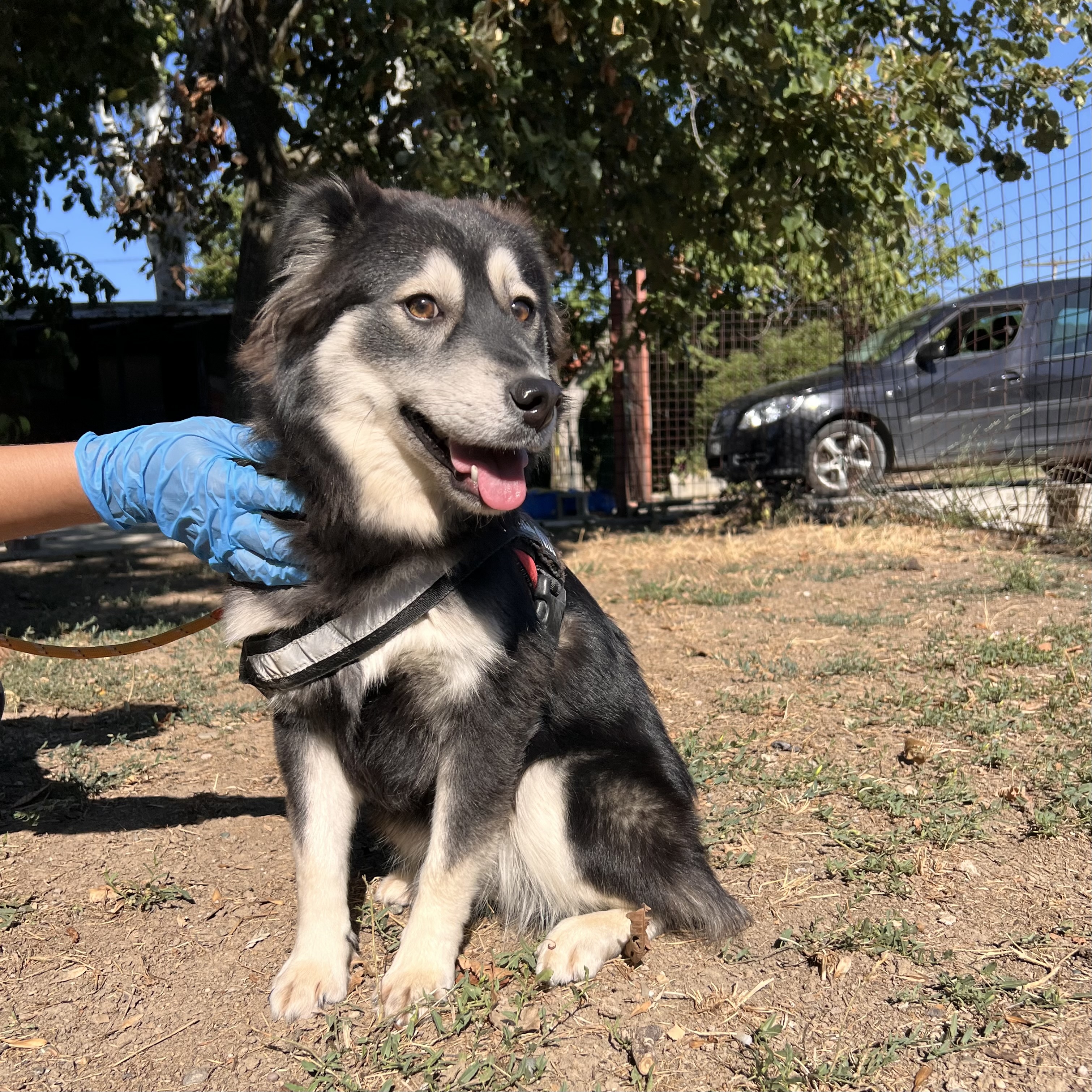 Laika