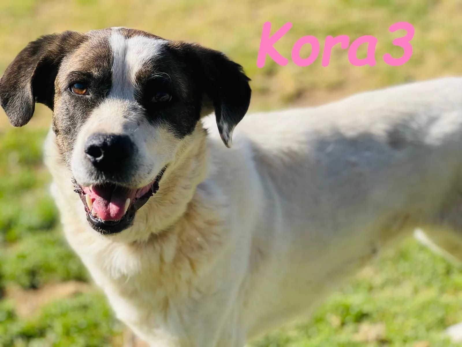 Kora3