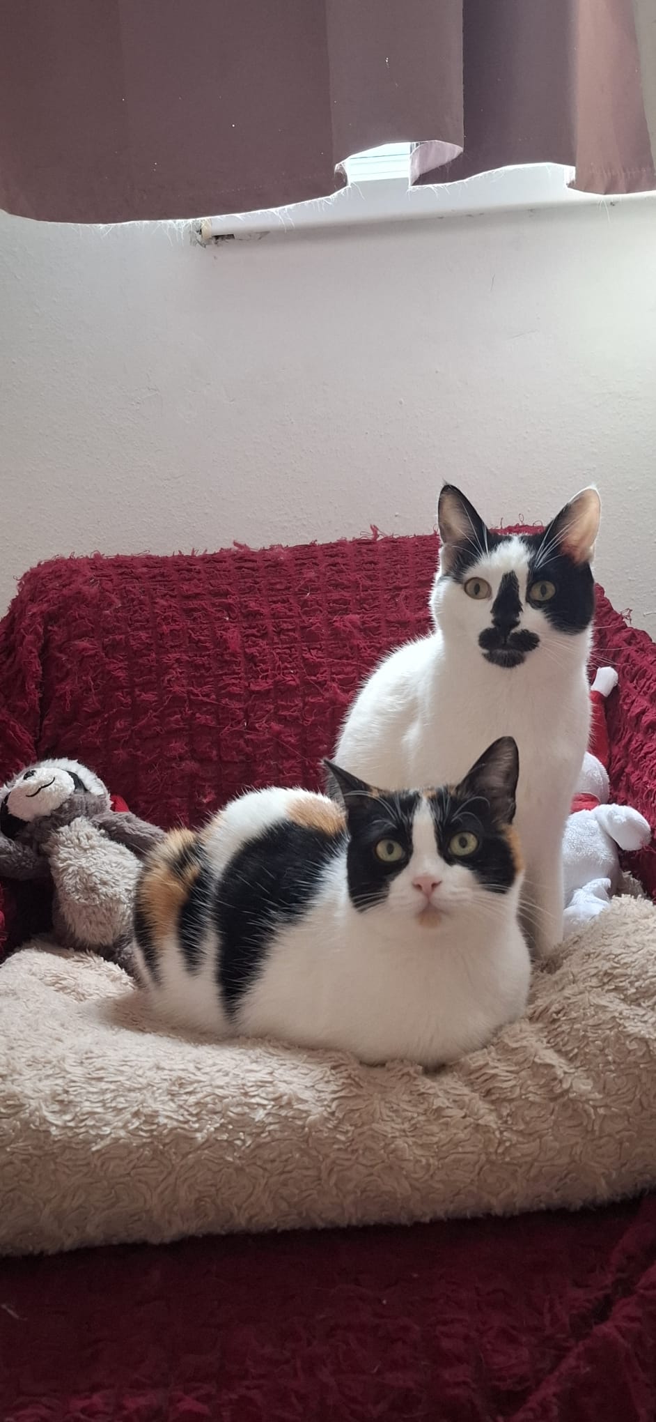 ❣️ Zola und Zara❣️ Freigang❣️