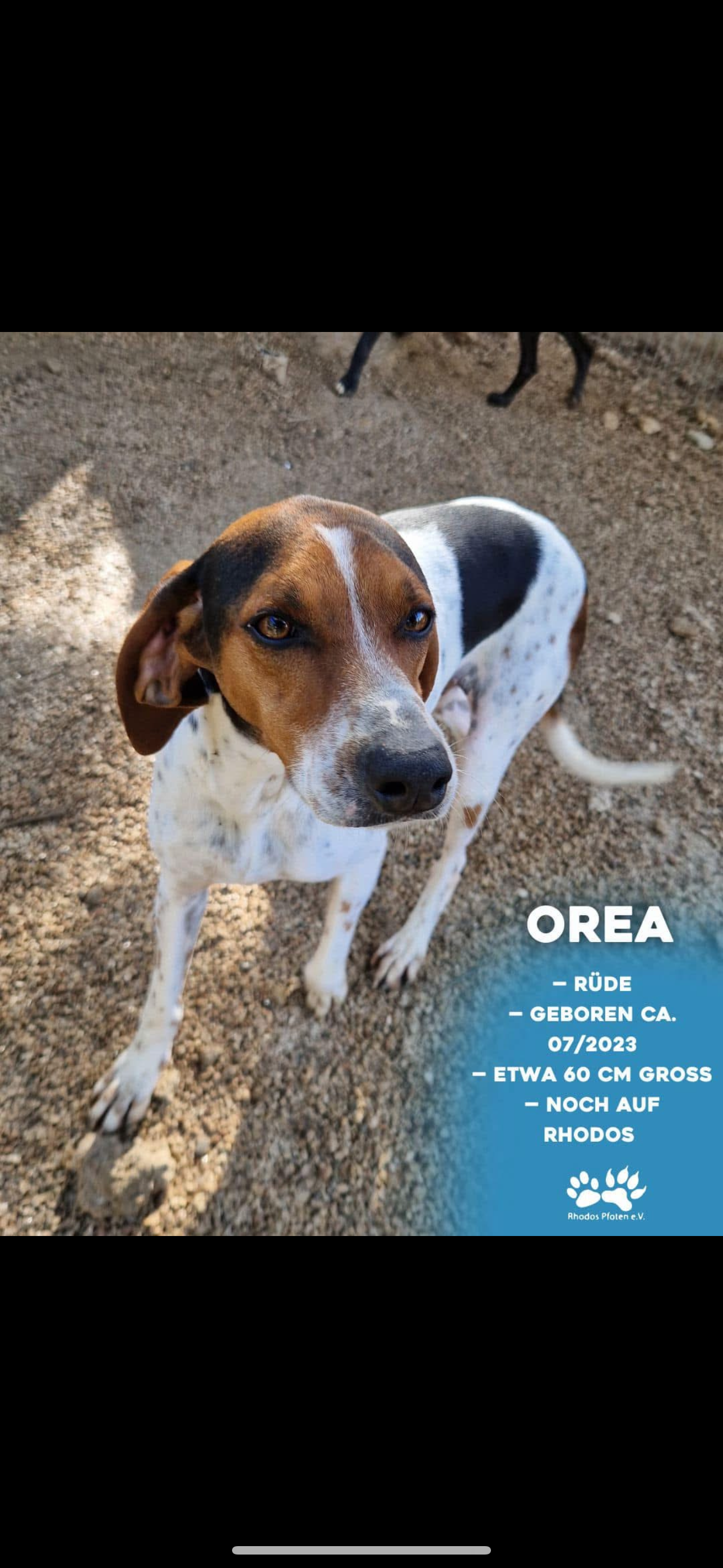 Orea