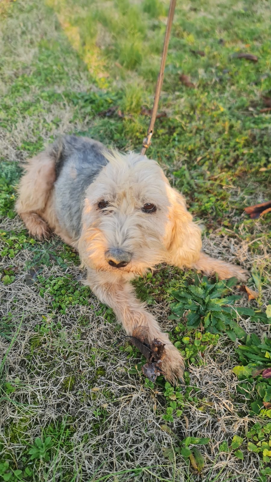 Pepa