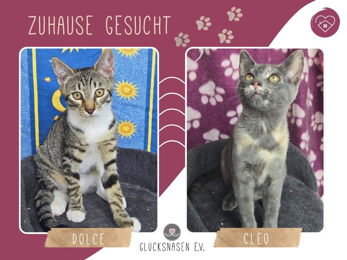 Dolce und Cleo lieben Menschen