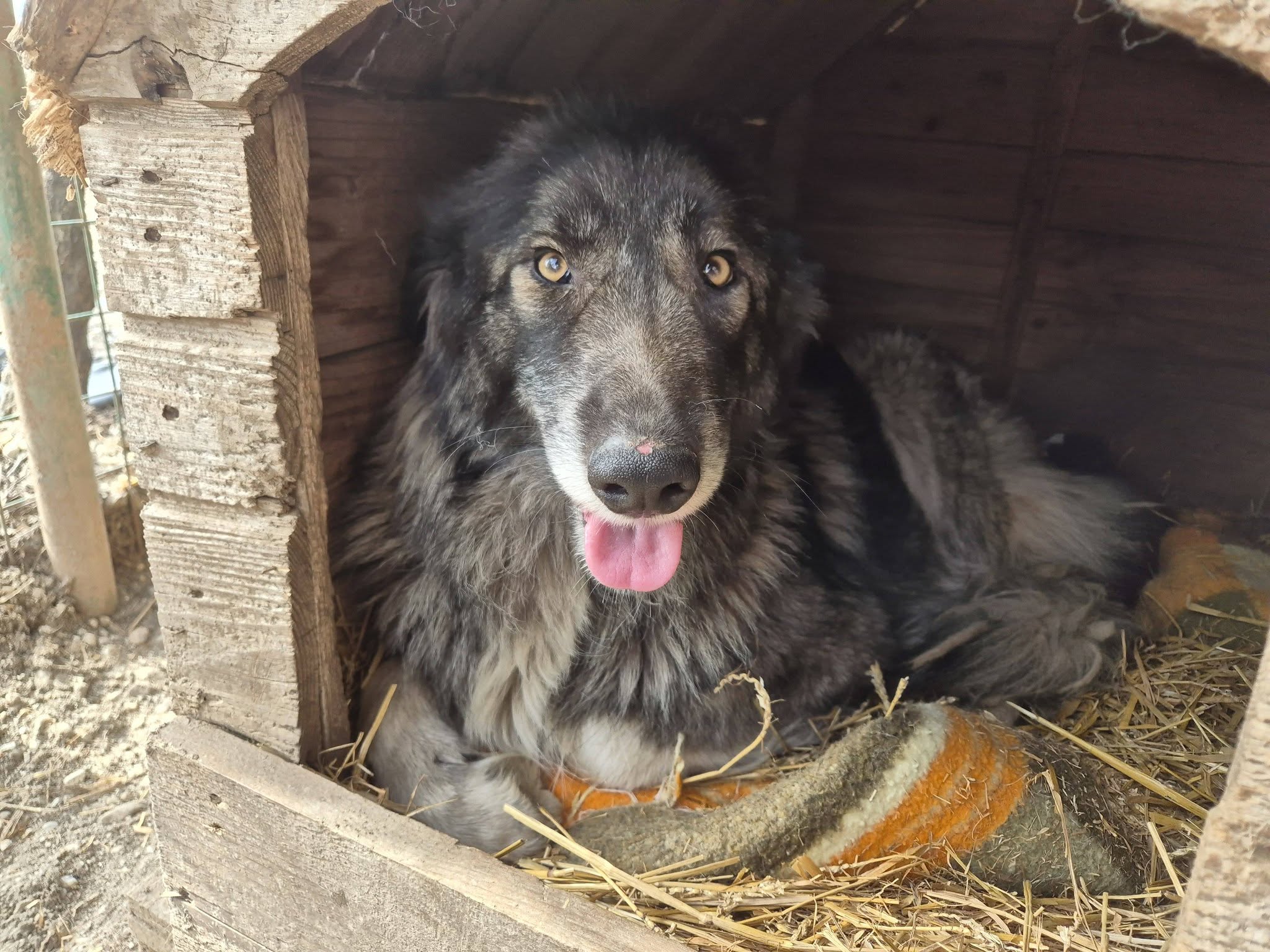 Hündin Lady