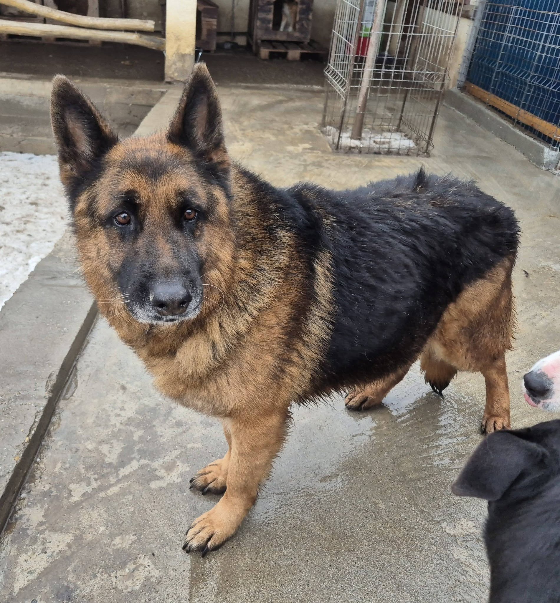 Schäferhund Roy