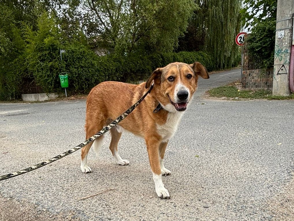 🐶Sanfter Pedro sucht Schutz💛