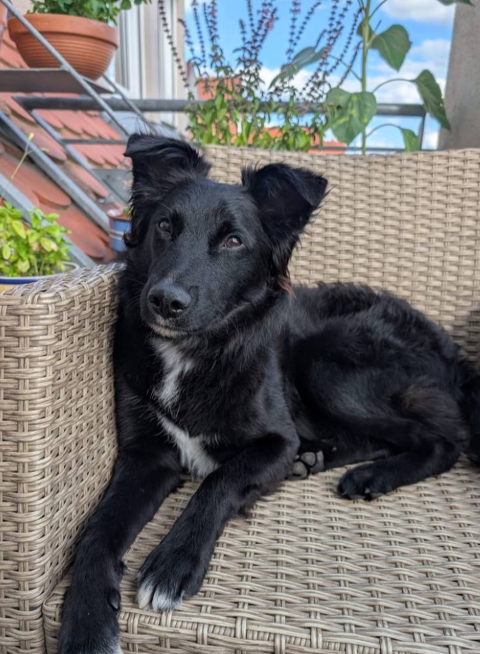 Ringo