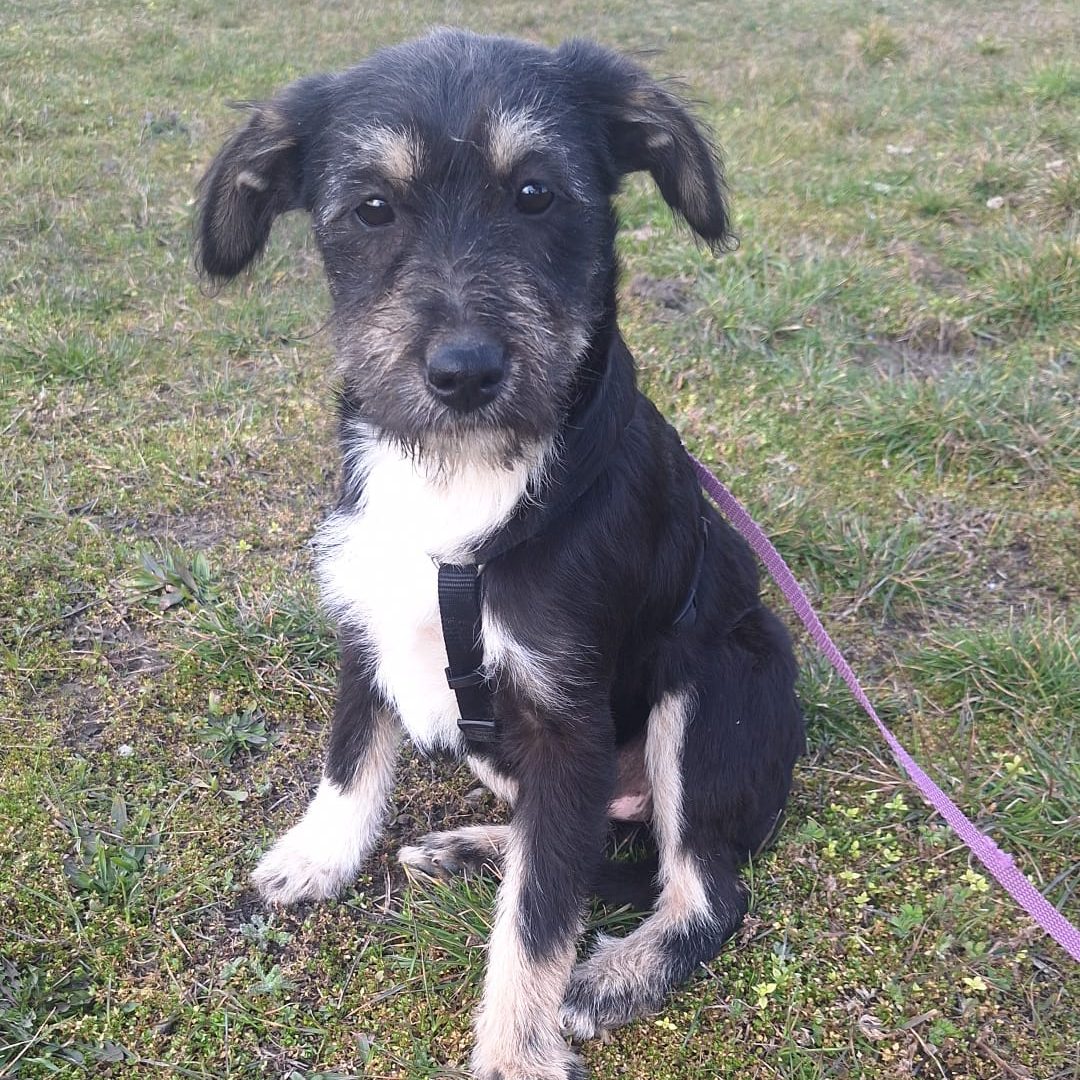 Chiki - Kuchelprinzessin