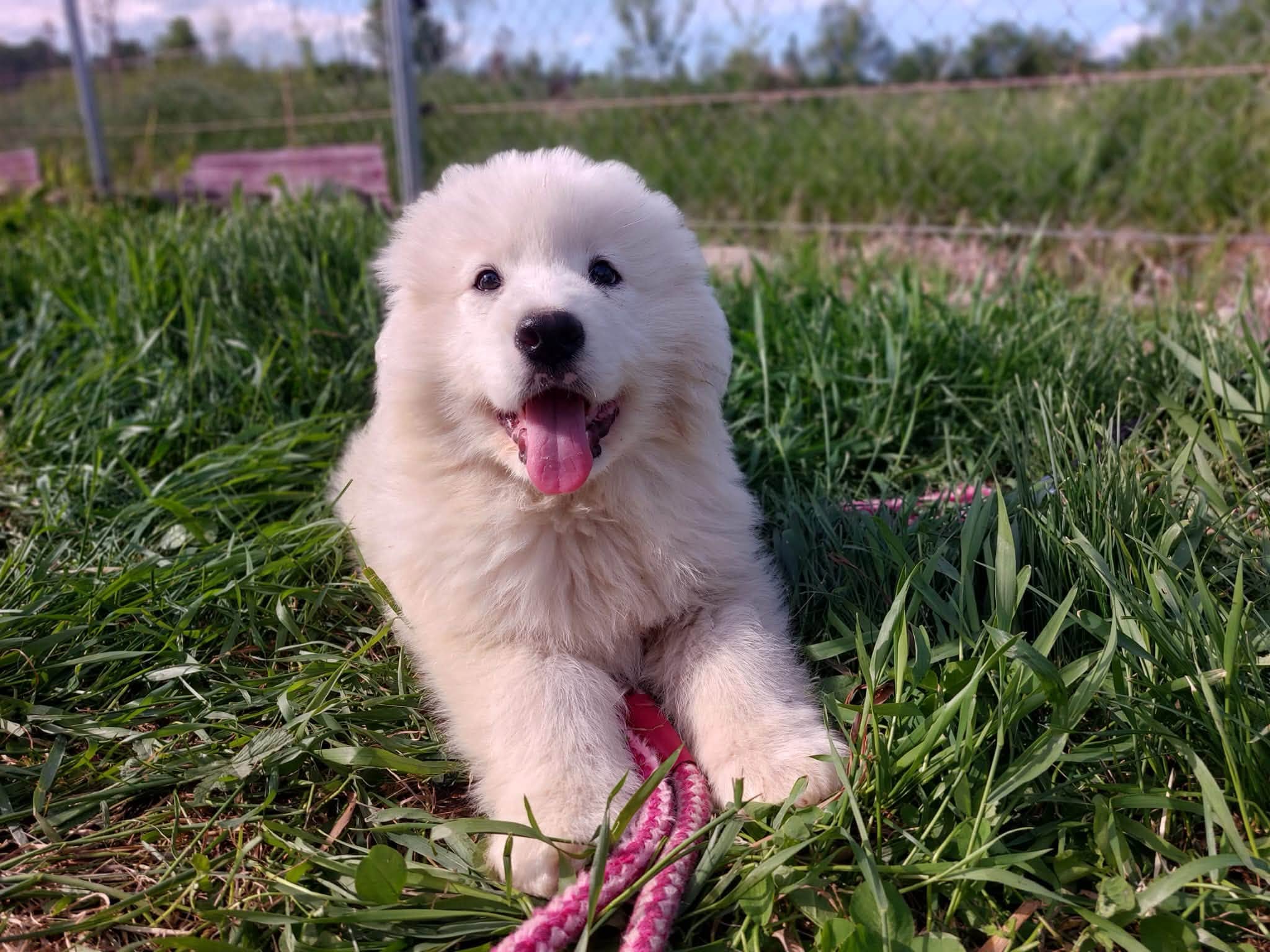 Ivan 🐾🐕