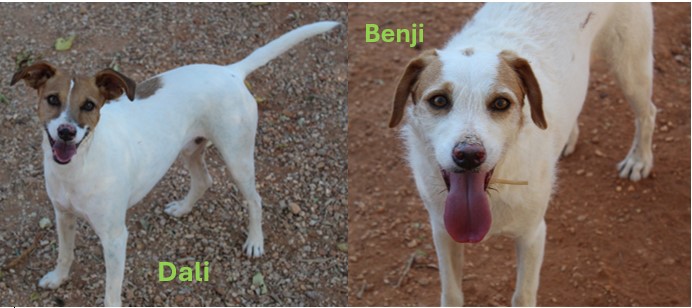 Dali & Benji