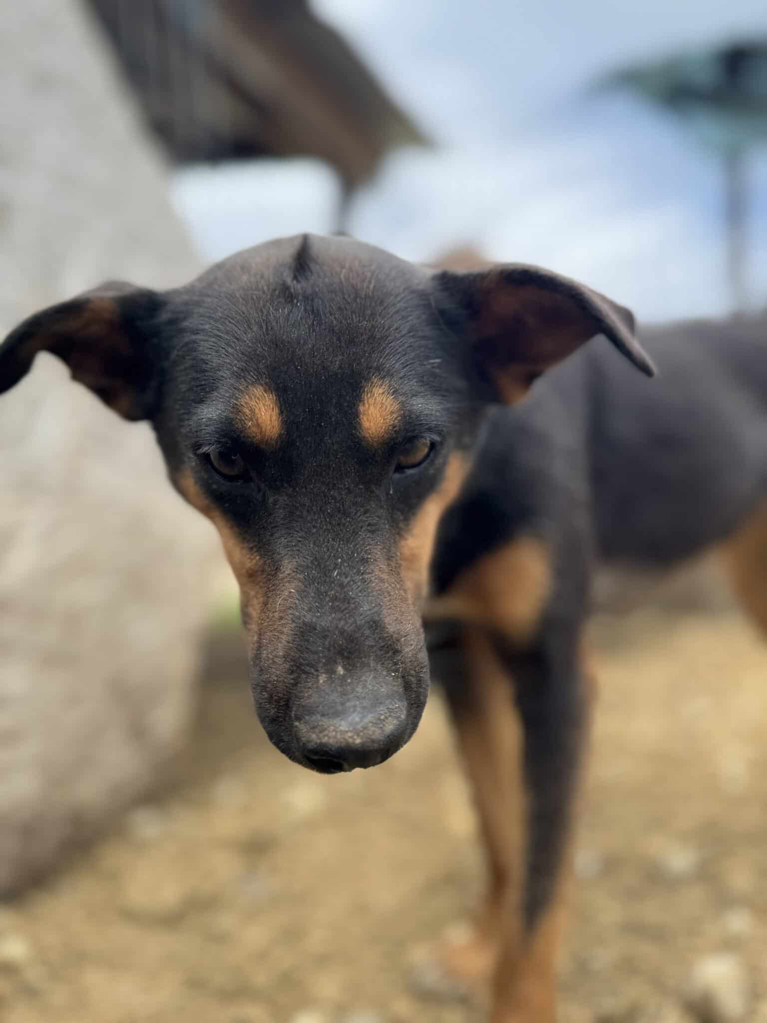 Stella N