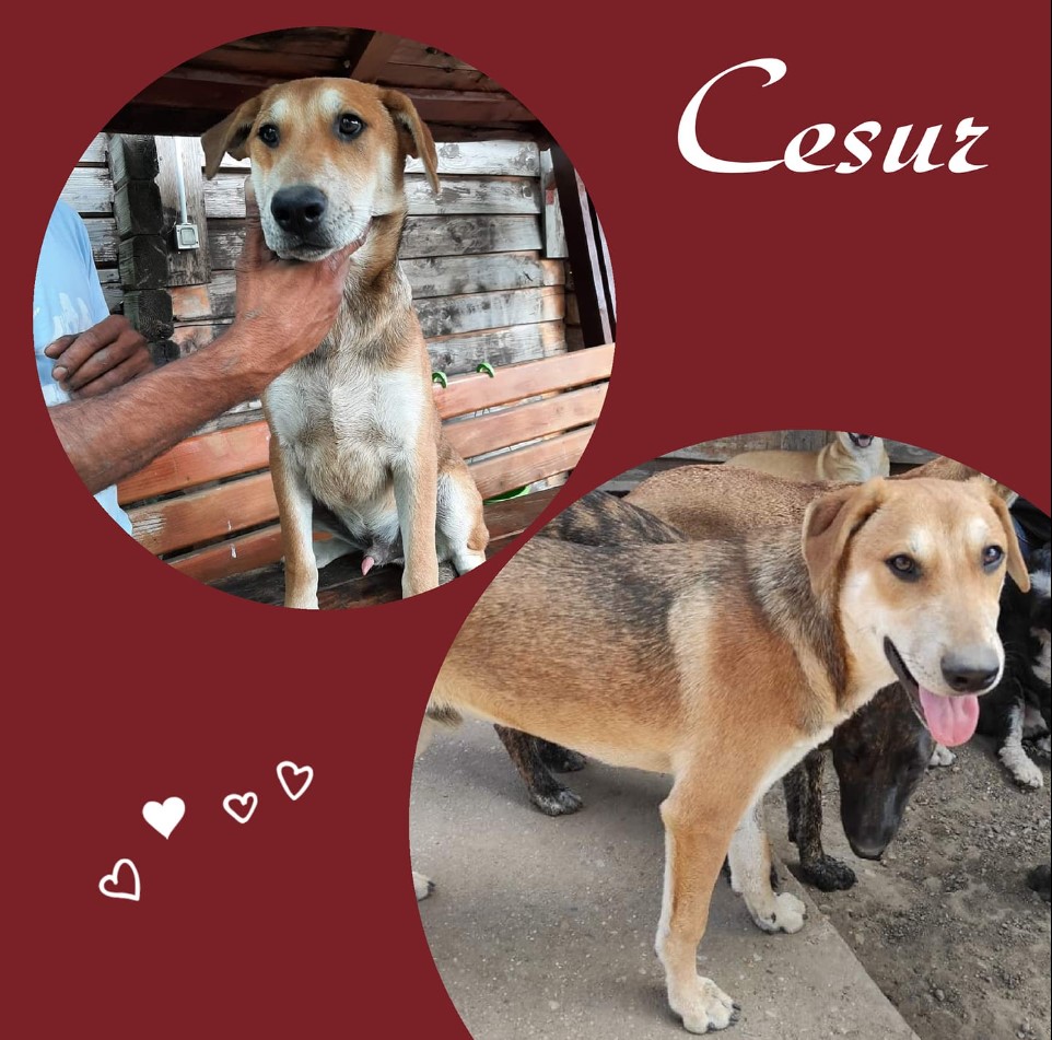 Cesur