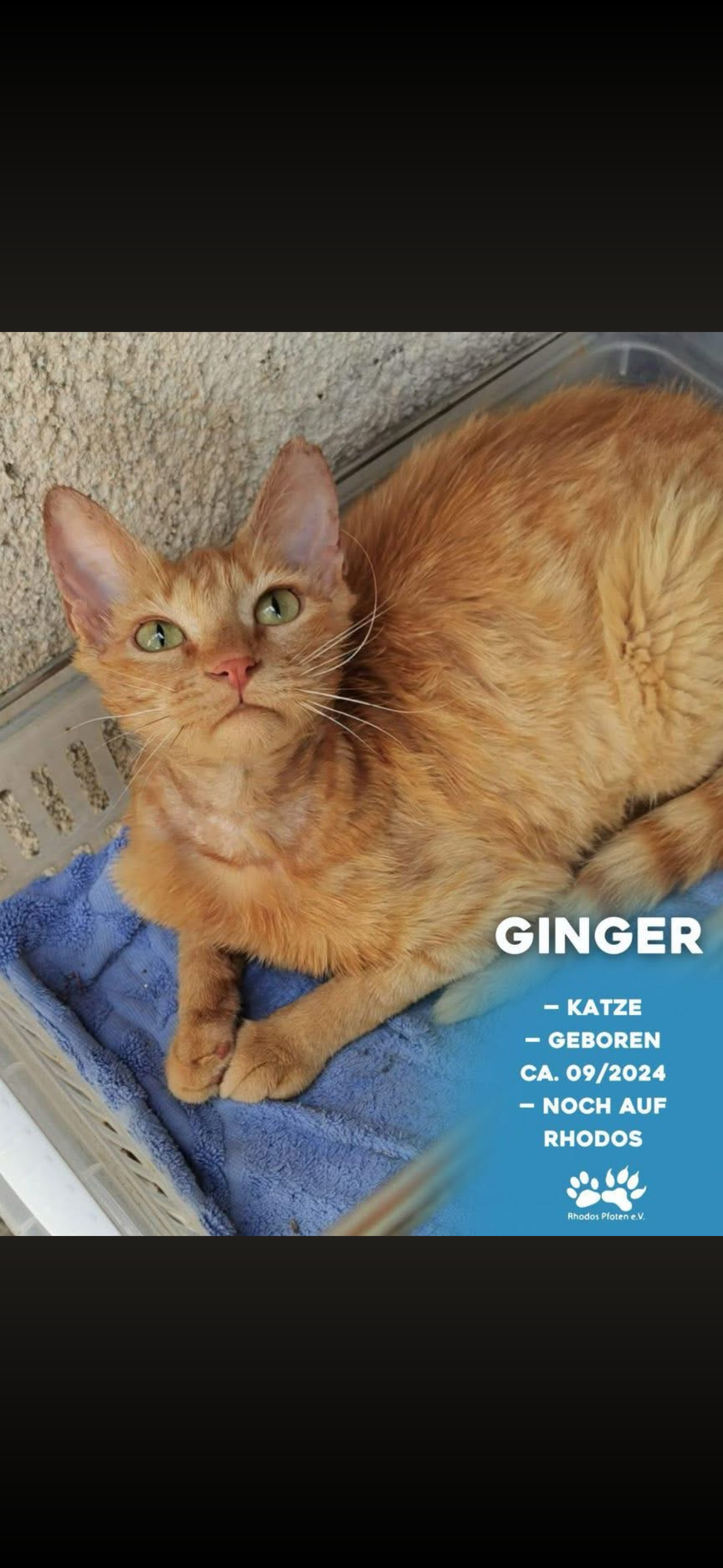 Ginger