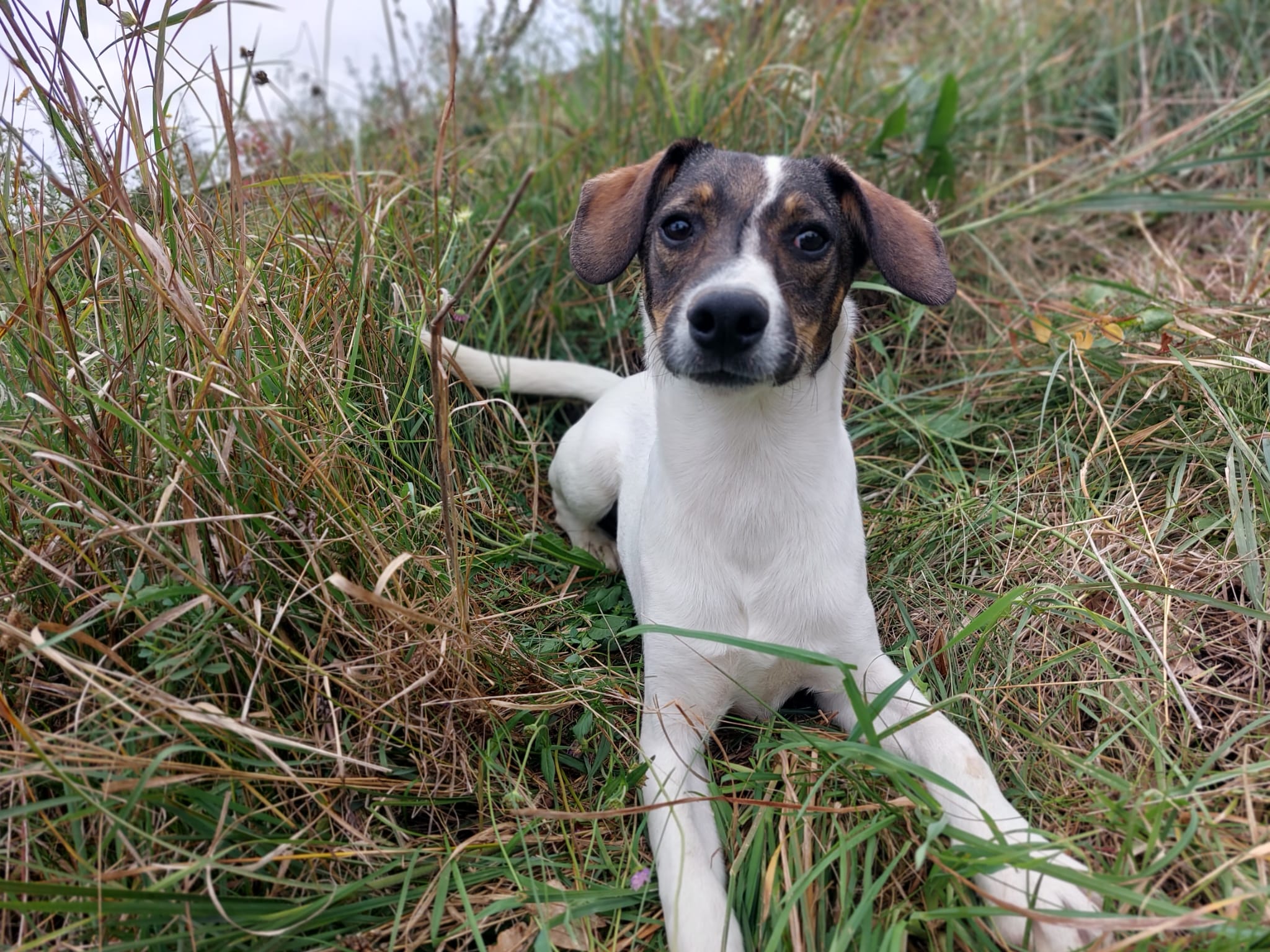 Diesel 🐾🐕