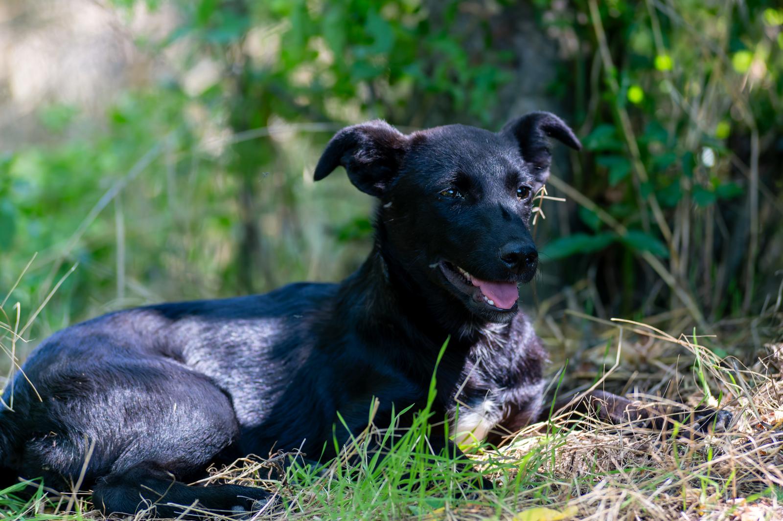 Negra 🐕