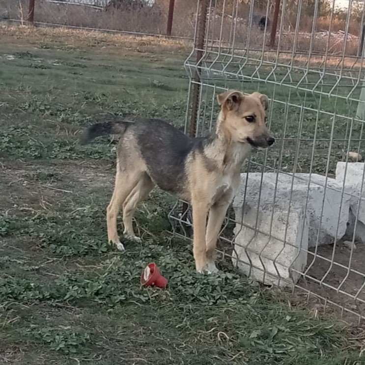 Nikita 🐾