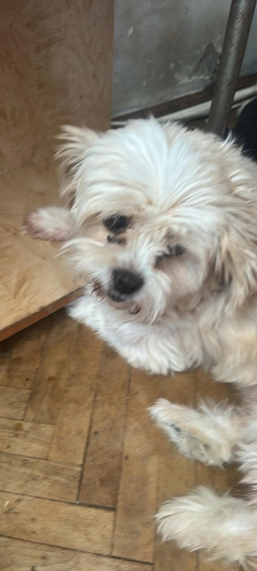 Mindy sucht ihr Zuhause