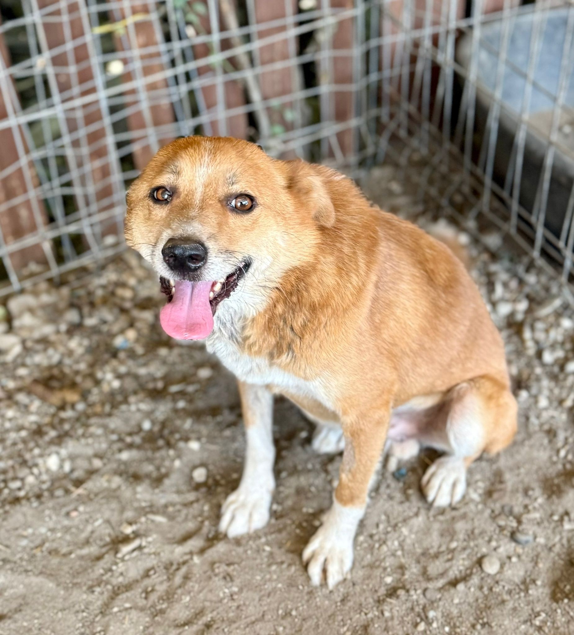 TOBI sucht Körbchen