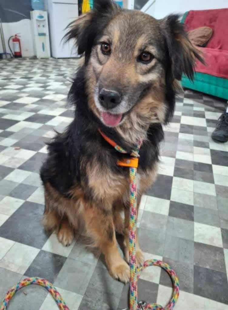 Stella