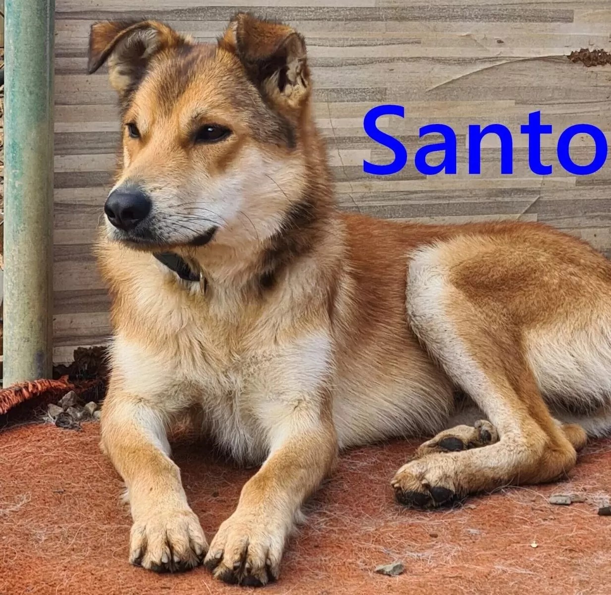 Santo