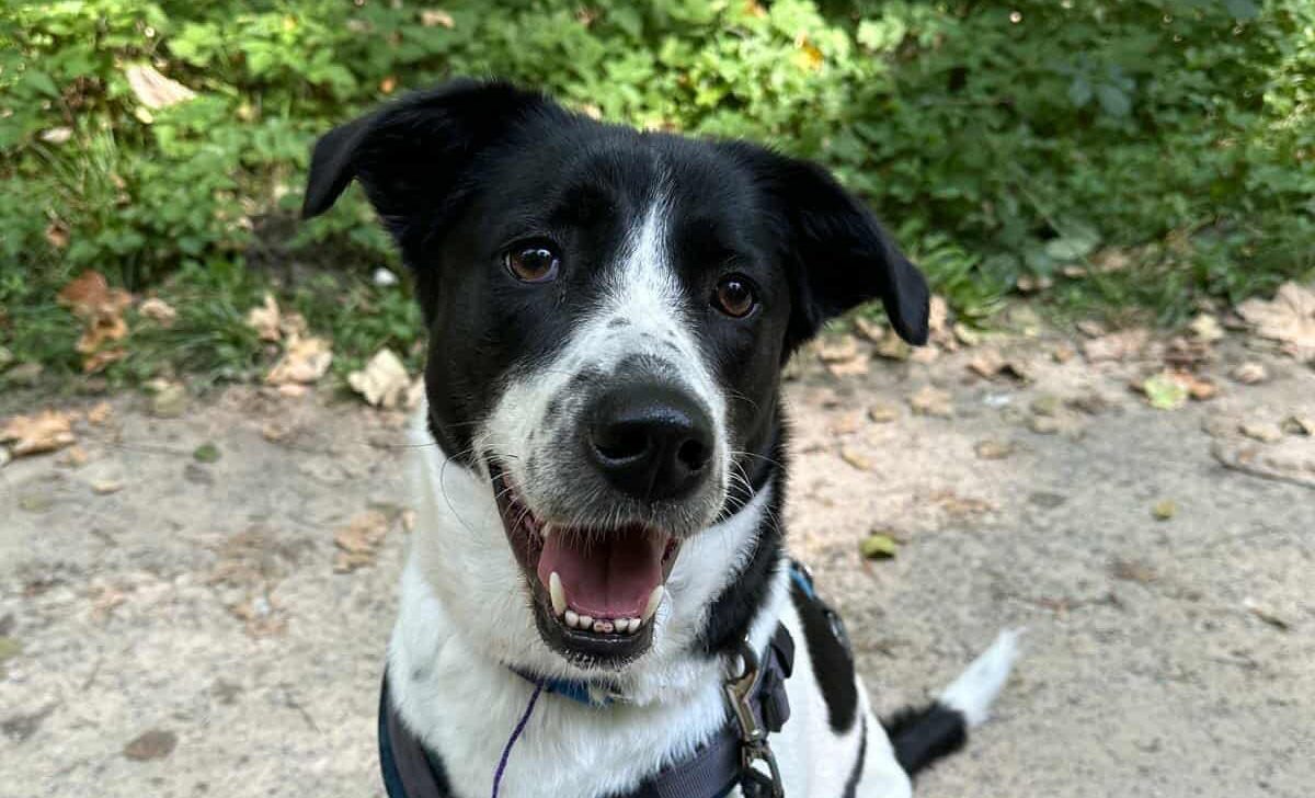 Lili