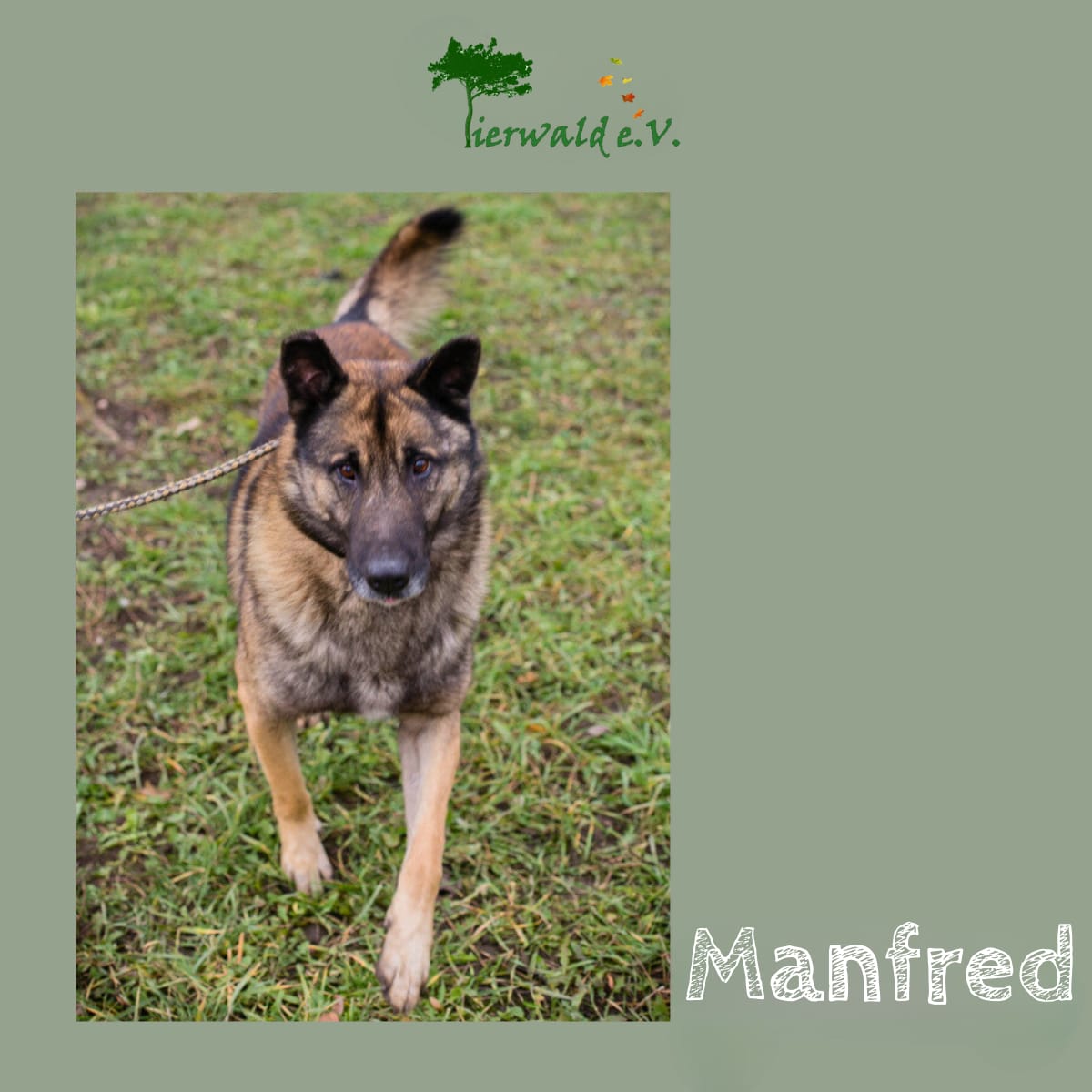 Manfred