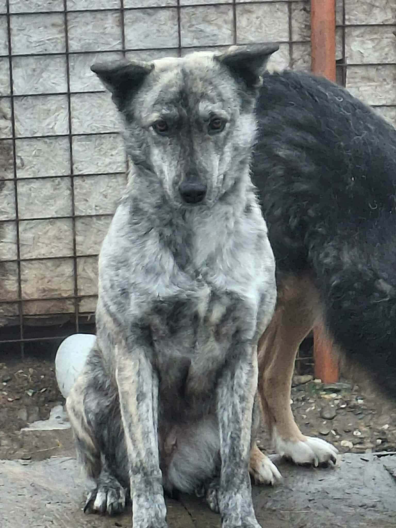 Joschi