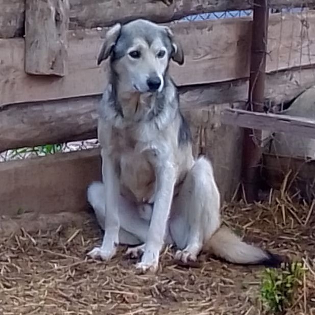 Cooper PATEN GESUCHT